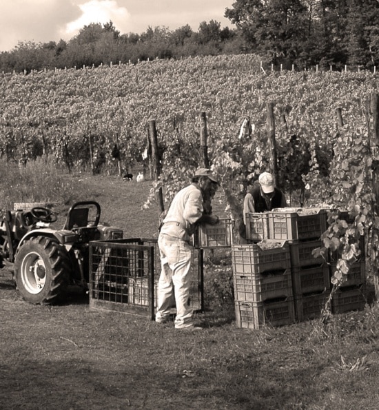 Lapilli Falanghina – an introduction to one of the white wines of the Campania region
